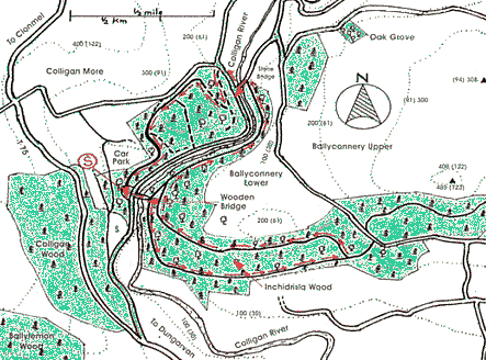 Colligan Wood Walk